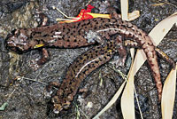 Mount Lyell Salamander 