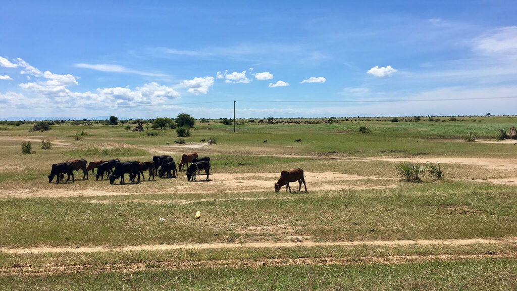 cows in a dry pasture in Malawi