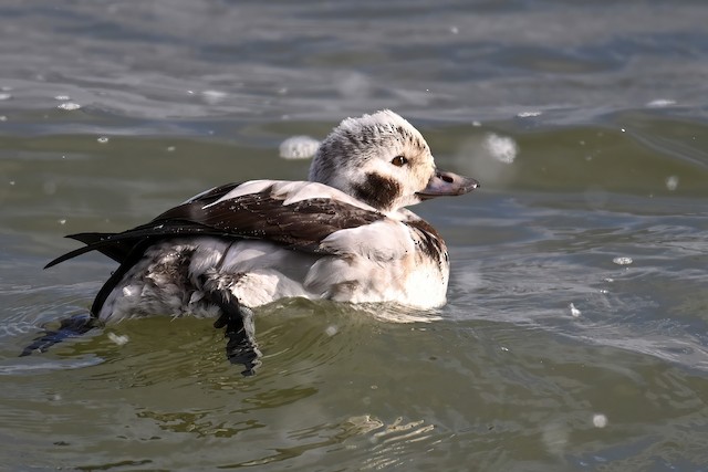 Long-tailed Duck ML627920345