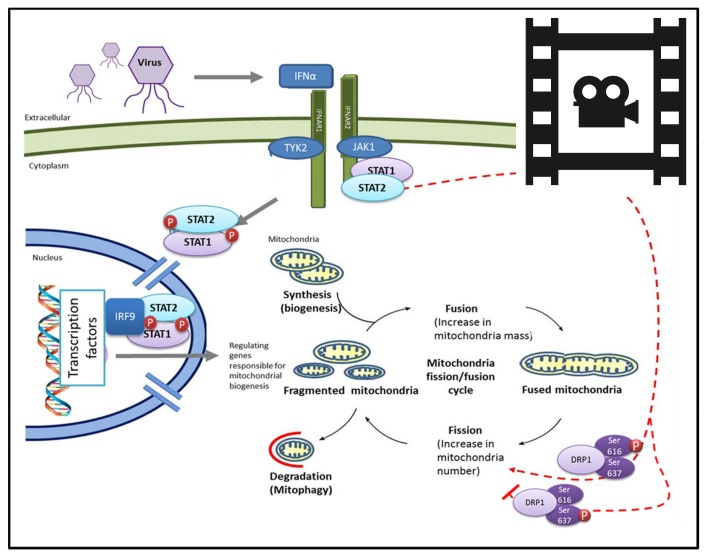 graphic file with name awv182fig1g.jpg