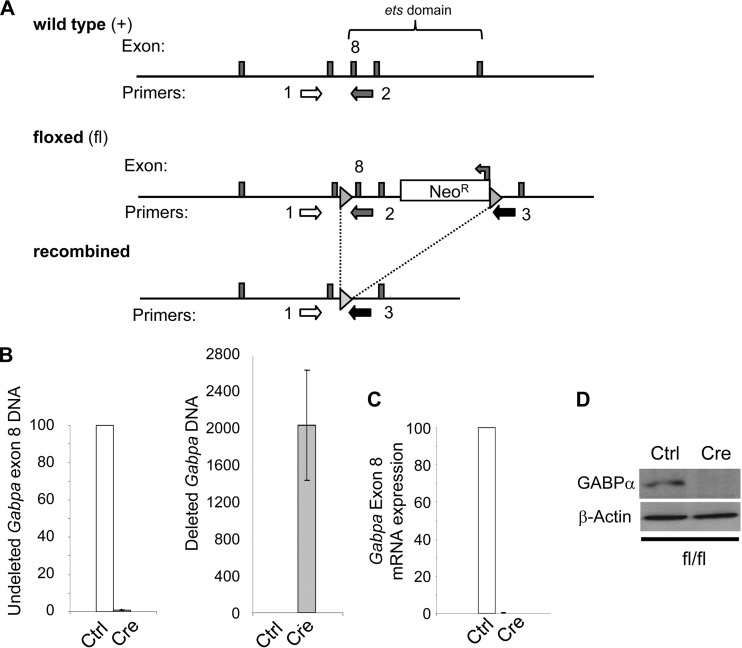 FIG 1