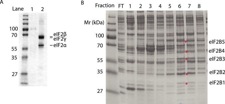 Figure 5—figure supplement 1.