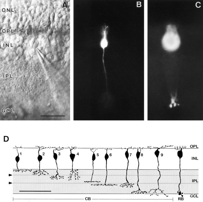 Fig. 1.