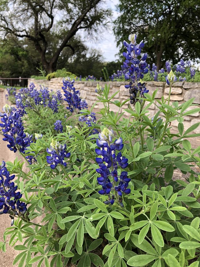 Lake Georgetown Blue BonnetsBlue Bonnets at Project Office