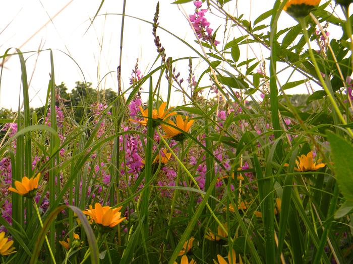 Prairie Flowers