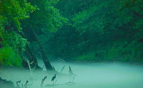 Watchable WildlifeHeron in the fog
