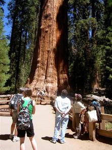 General Sherman TreePark visitors looking up at the General Sherman Tree