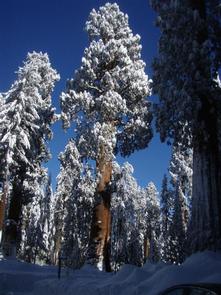 Snow Covered Sequoias Sequoia trees covered with snow, winter in the Giant Forest