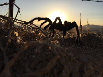 TarantulaA Tarantula crawls in the wild.