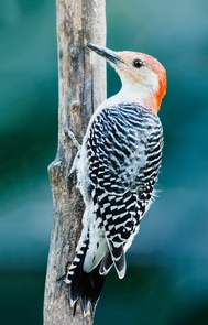 Red-Bellied WoodpeckerThere are over 200 species of bird that call Shenandoah "home."