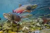 Four Bull Trout swimming at the rocky bottom of a river, with branches behind them. 