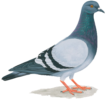 rock pigeon image with newsletter sign-up