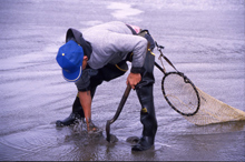 Razor  clamming