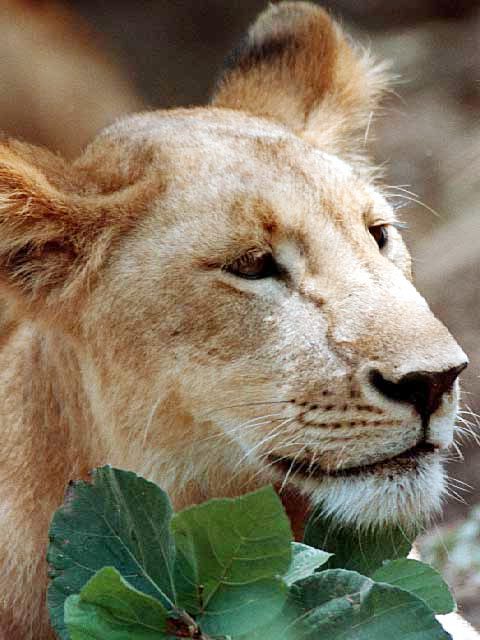 Lion’s head with leaves. Photo © Copyrighted. Licensed: H