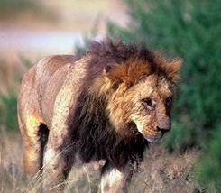 Young shaggy male lion. Photo © Copyrighted.