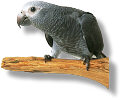 African Grey parrot