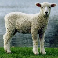 Lamb