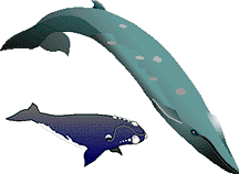 Whales