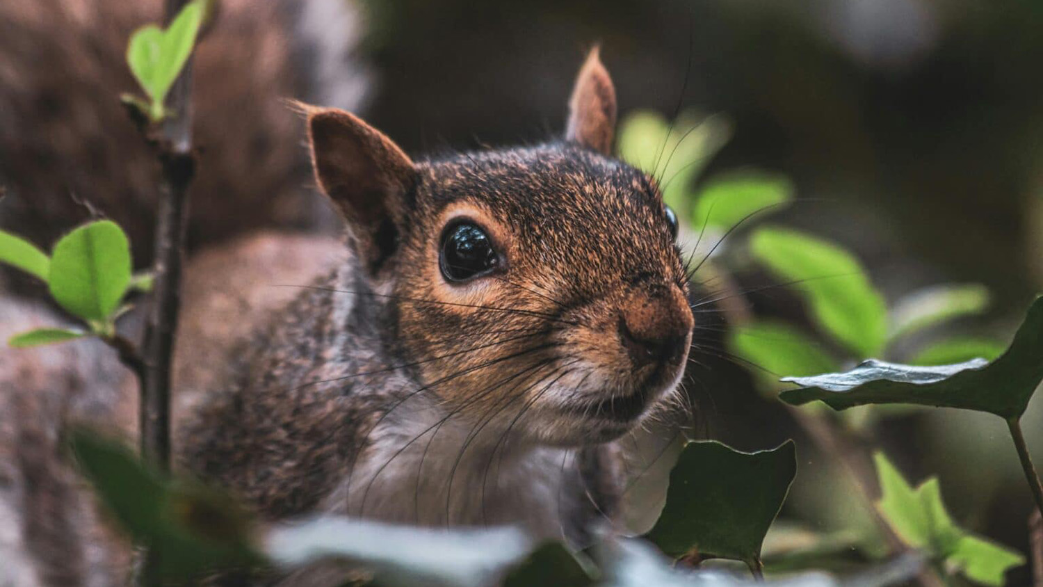 Close-up of squirrel - Climate is Most Important Factor in Where Mammals Choose to Live, Study Finds - College of Natural Resources News at NC State