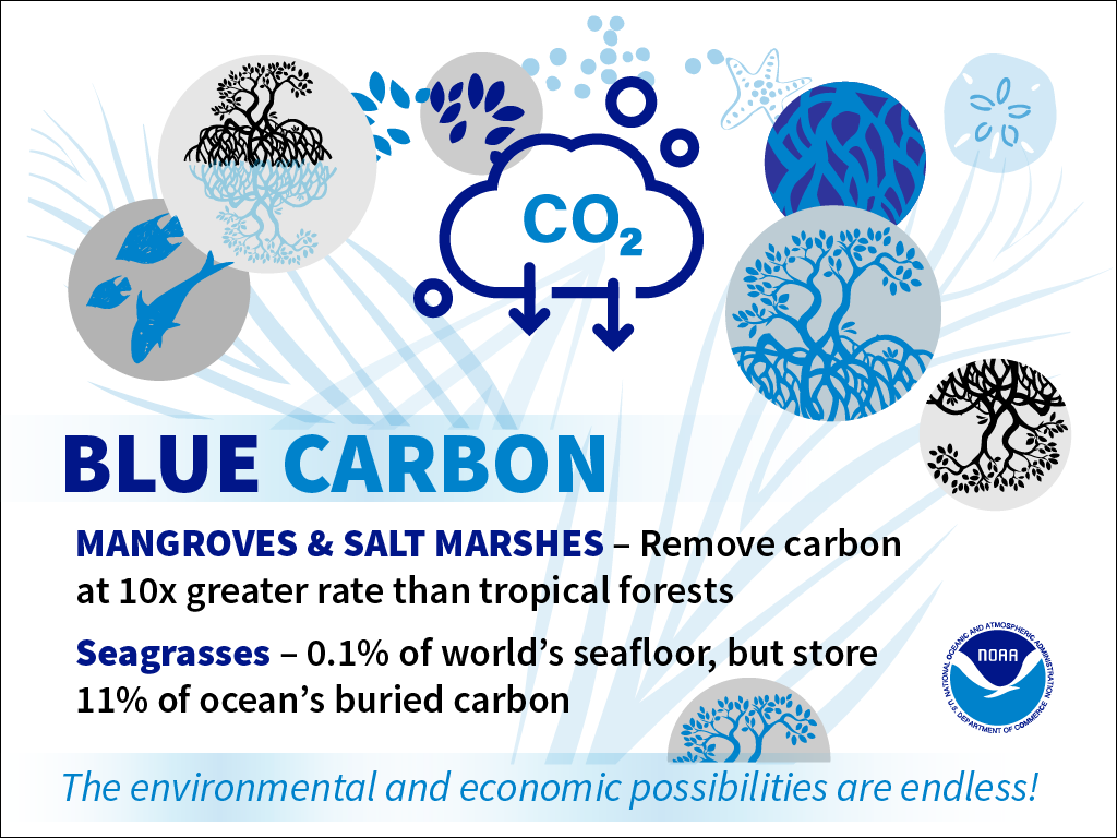 Blue Carbon graphic