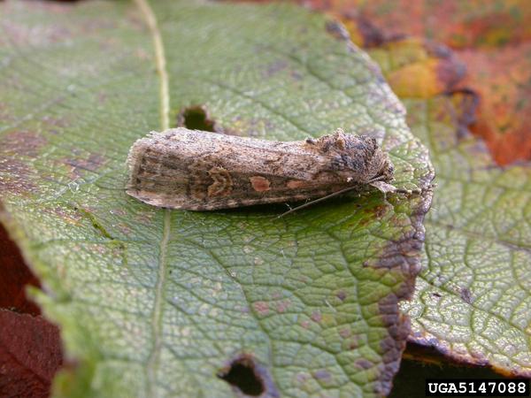 Beet armyworm adult