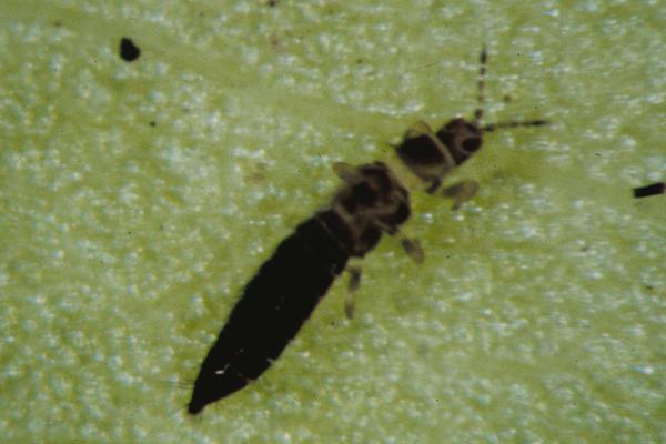 tobacco thrips (Frankliniella fusca) (Hinds, 1902)