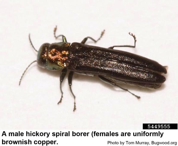 Hickory spiral borer