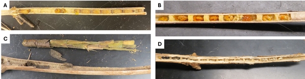 photographs of bee nests inside four perennial plant stems