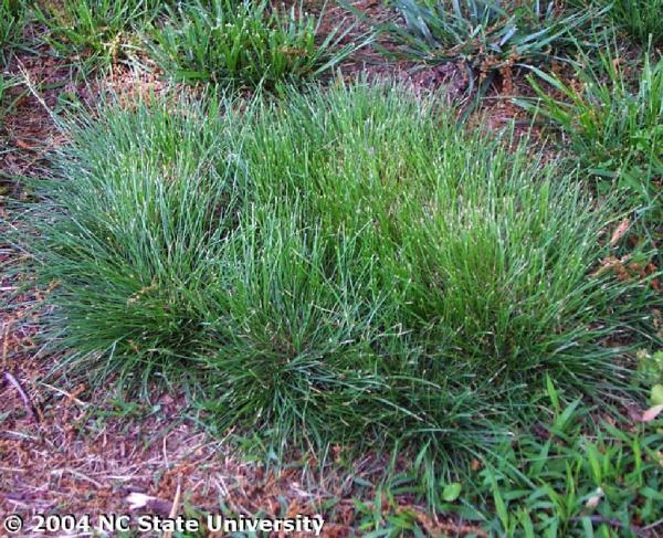 fine fescue