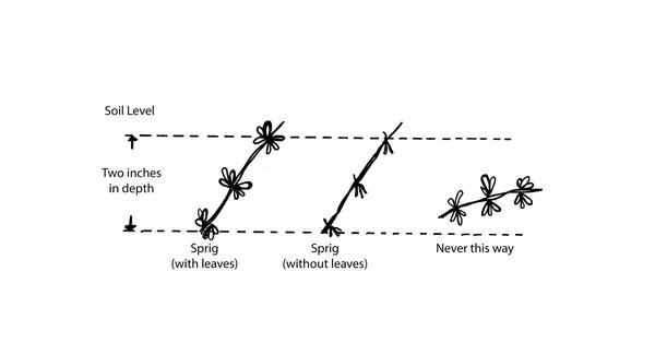 sprig spacing