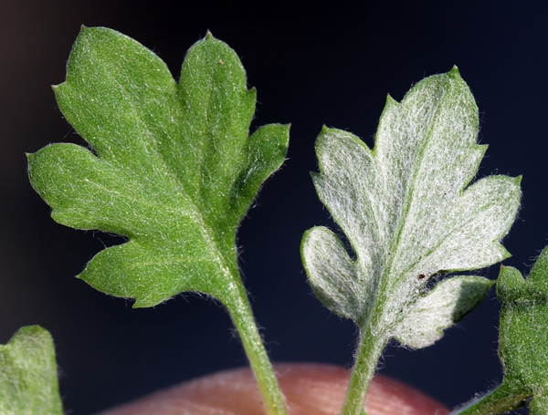 Green top leaf next to flipped leaf showing white underside