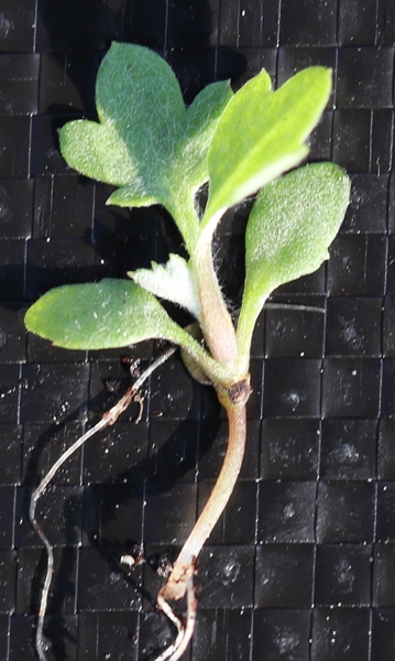 Whole seedling laid on a flat surface