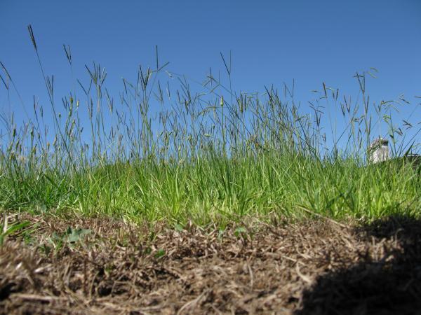 Bahia grass