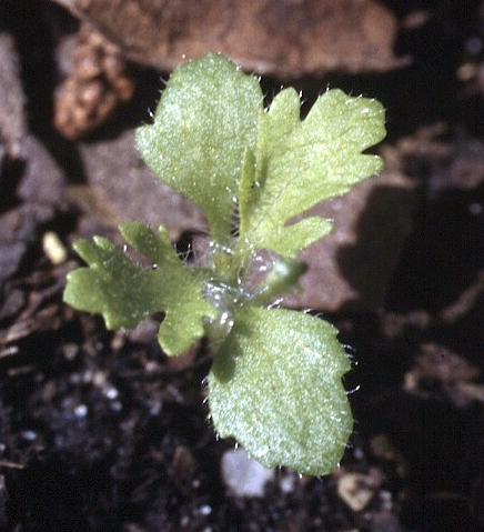 Dogfennel seedling looks similar to Mugwort