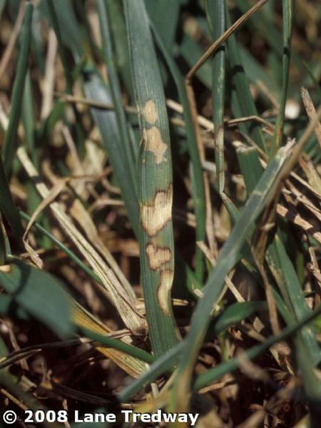 brown spots on grass blades