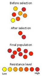 Les bactéries résistantes peuvent résister à des concentrations qui
								tueraient les autres. 