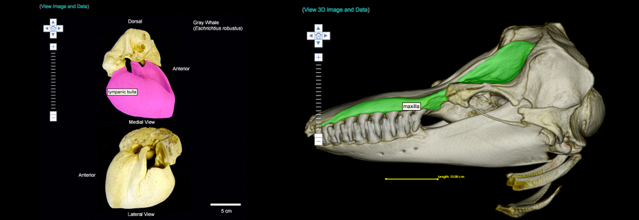 Interactive Images