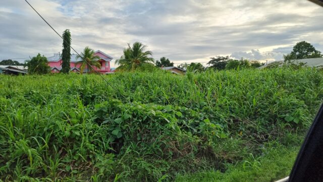 A mess of uncontrolled tropical plants between houses.