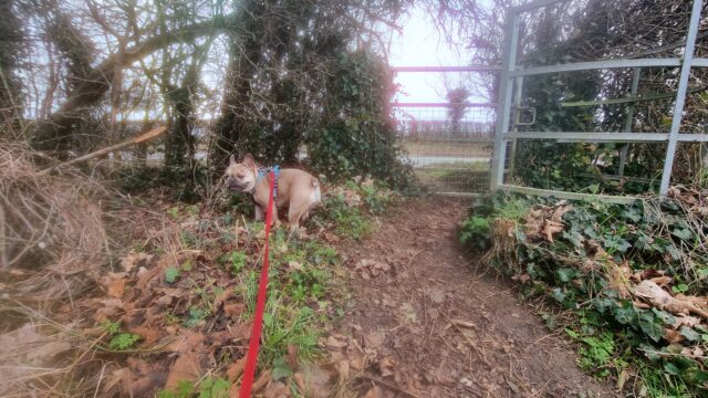 A French Bulldog at the end of a red lead, near a kissing gate in a hedgrerow.