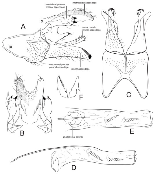 Male genitalia of Cernotina tiputini, new species.