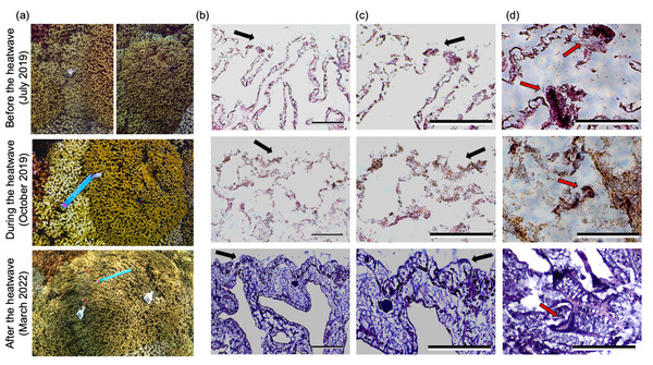 Representative underwater and histology images of a single pair of bleaching-resistant and bleaching-susceptible P. compressa colonies.