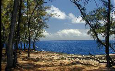 image of a campsite with trees and view of the ocean