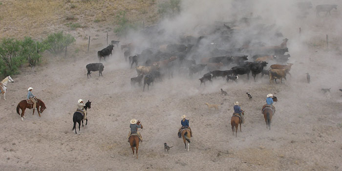 NMSU Extension Animal Science and Natural Resources