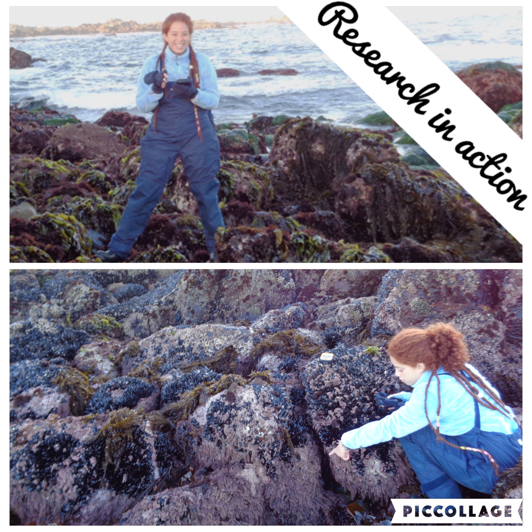 Darimar collecting samples in the intertidal