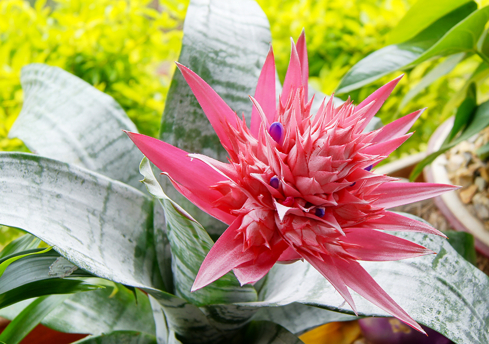 Bright pink bromeliad inflorescence