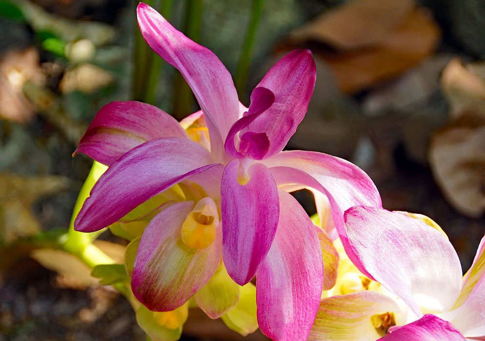 Pink and yellow Curcuma zedoaria flower