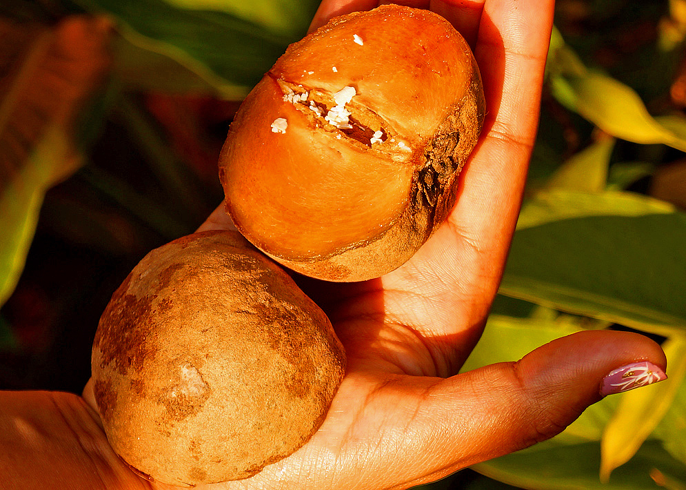 Manilkara zapota fruit cut in half