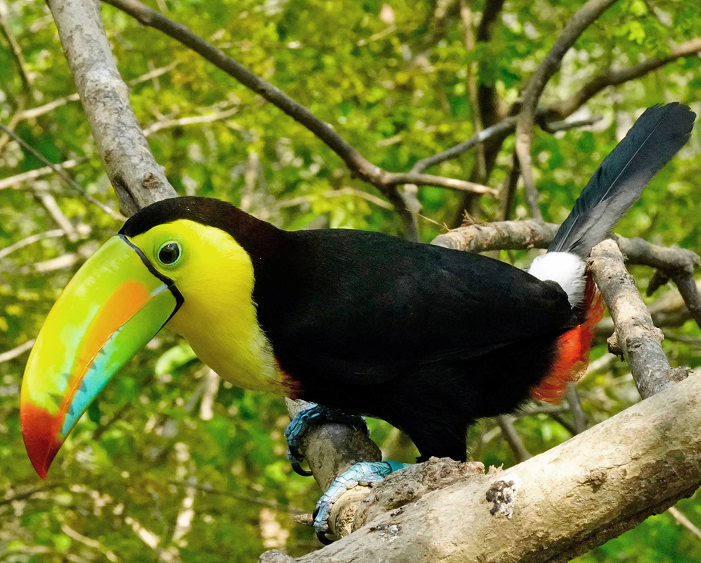 Colorful toucan with a yellow neck and green bill