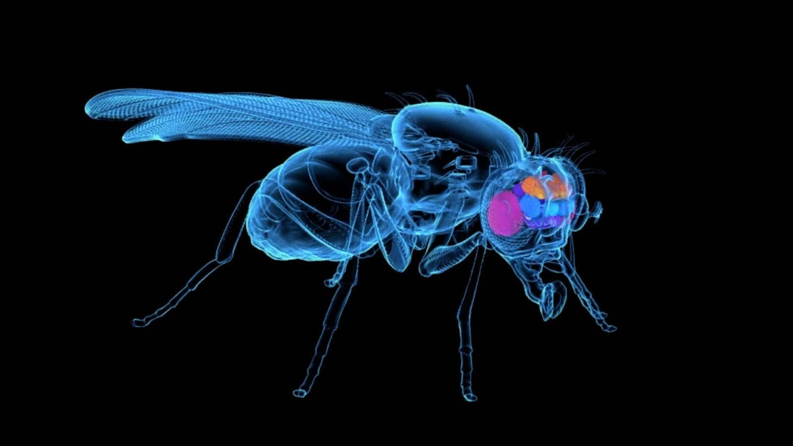 adult fruit fly