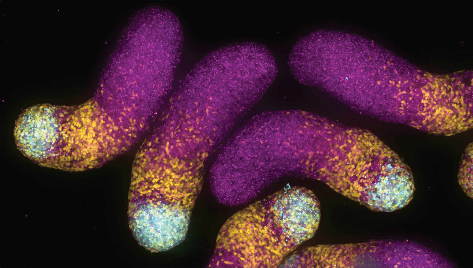 embryo models colored purple, with cyan and yellow tail ends